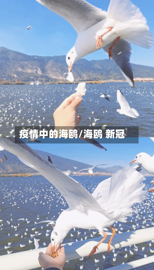疫情中的海鸥/海鸥 新冠