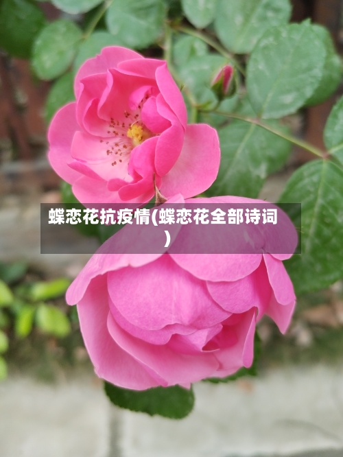 蝶恋花抗疫情(蝶恋花全部诗词)-第3张图片