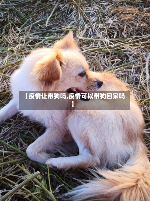 【疫情让带狗吗,疫情可以带狗回家吗】-第3张图片