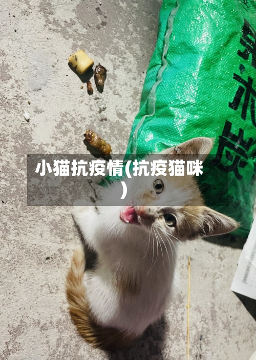 小猫抗疫情(抗疫猫咪)-第2张图片